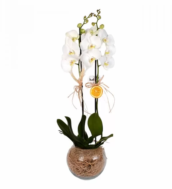 Cam Fanusta 2 Dal Beyaz Orkide Çiçeği