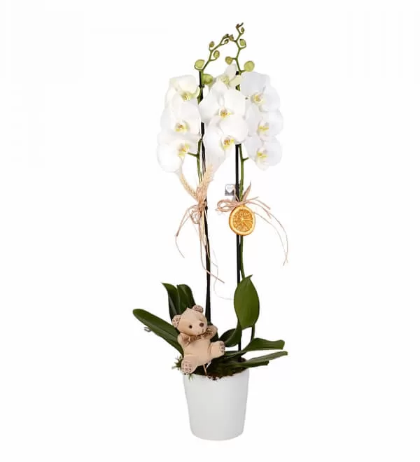 Saksıda Çift Dal Beyaz Orkide ve Mini Ayıcık
