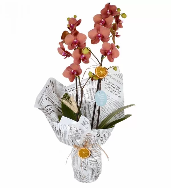 Multicolor Ateş Orkide