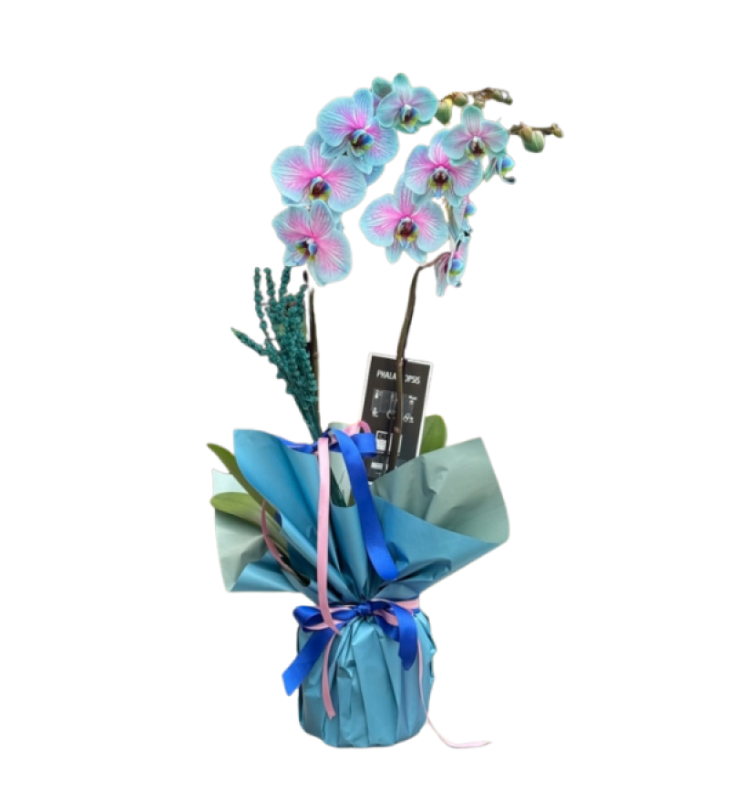 Bubble Çift Dal Mavi Orkide