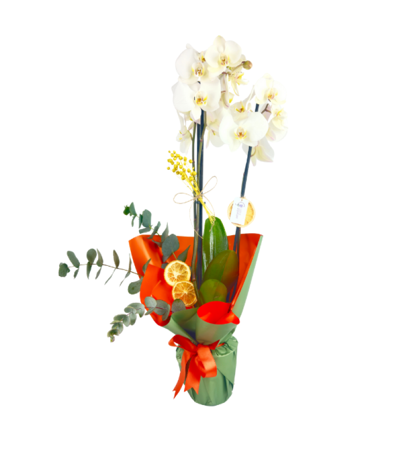 Orange Çift Dal Beyaz Orkide