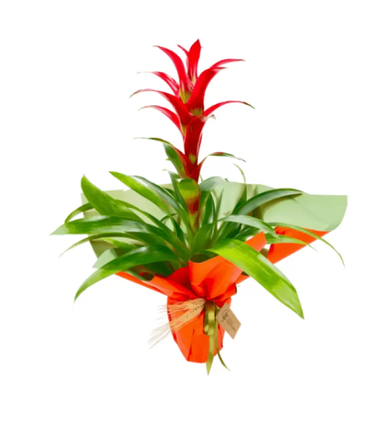 Starlight Saksı Guzmanya Bitkisi