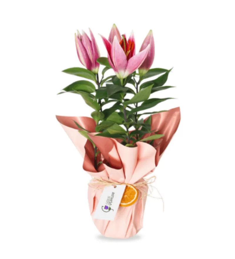 Fragrance Saksıda Lilyum Çiçeği