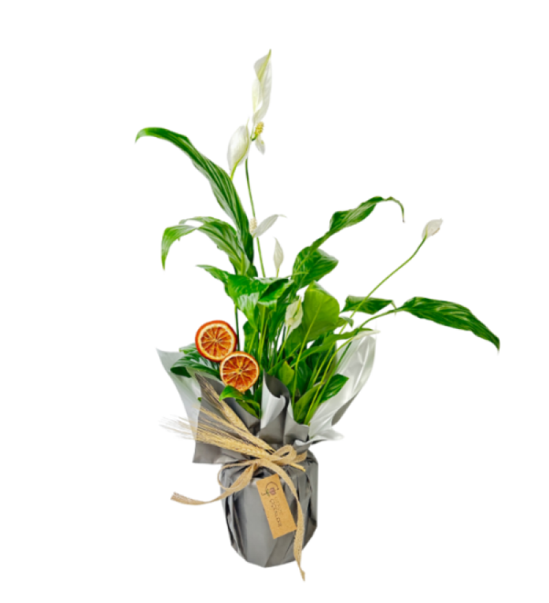 Green Saksı Spatifilyum Bitkisi