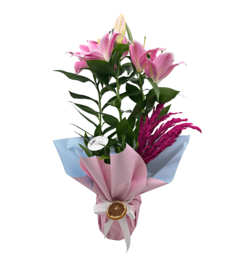 Pastela Saksı Lilyum Çiçeği