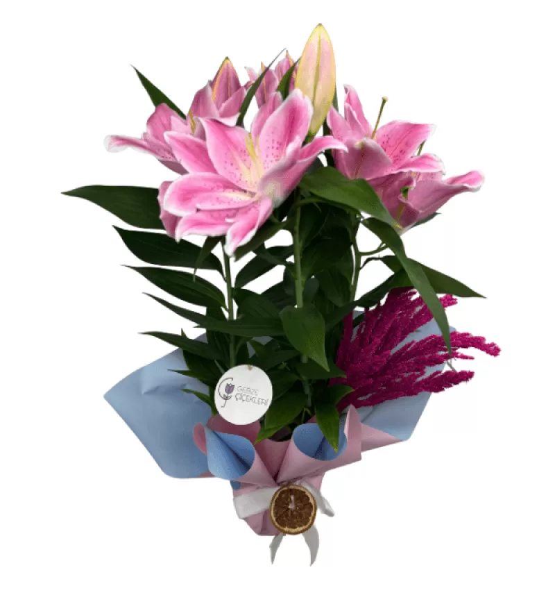 Pastela Saksı Lilyum Çiçeği