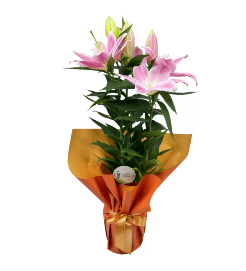 Orange Saksı Lilyum Çiçeği