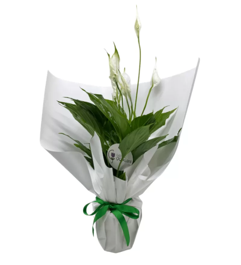 Pure Spatifilyum Bitkisi