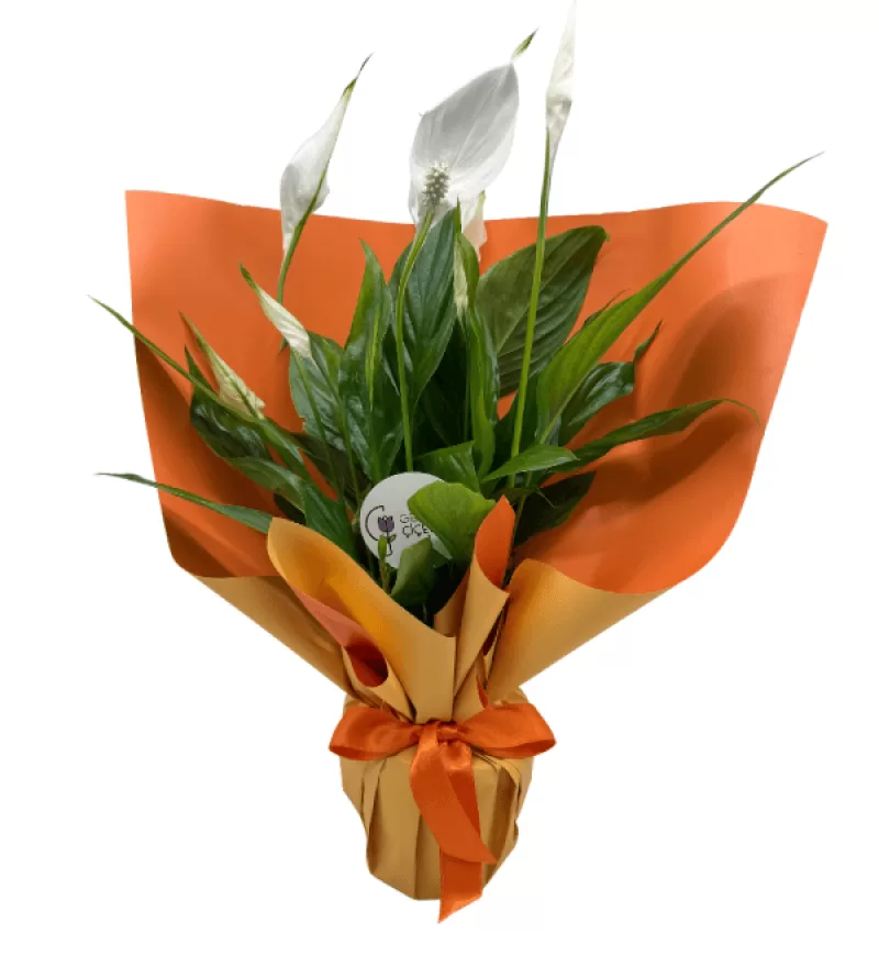 Orange Spatifilyum Bitkisi