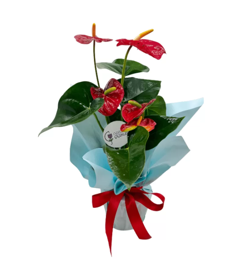 Redrance Antoryum Bitkisi