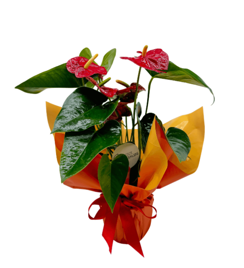 Orange Antoryum Bitkisi