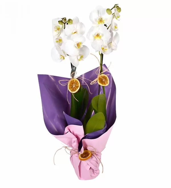 Purple Beyaz Çift Dallı Orkide