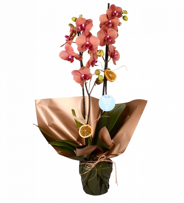 Ateş Rengi 2 Dal Orkide