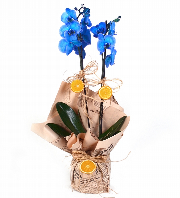 Blue Bloom Mavi Orkide 2 Dallı