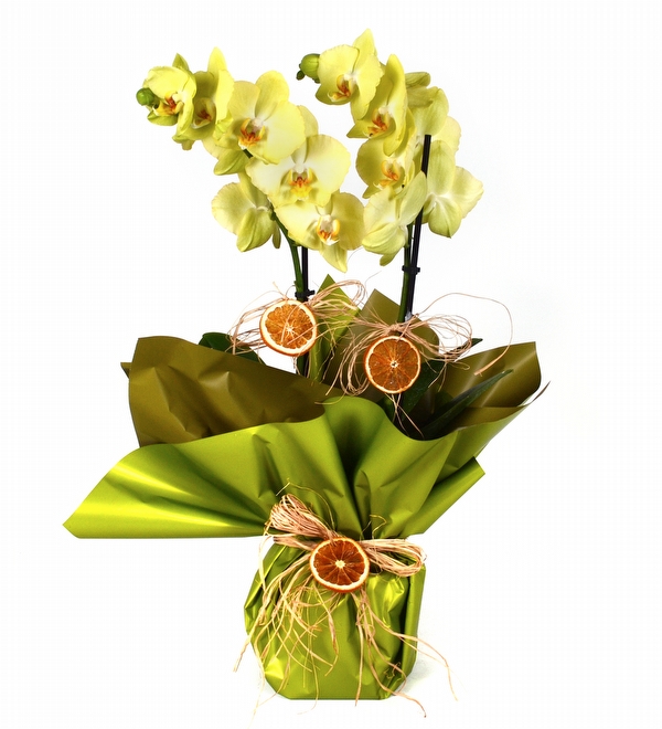 Yellowish Çift Dallı Açık Yeşil Orkide