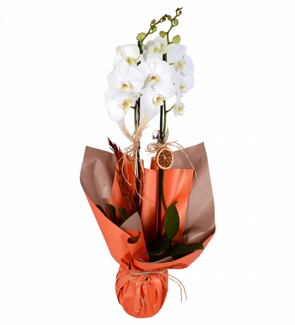 Orange Çift Dallı Beyaz Orkide