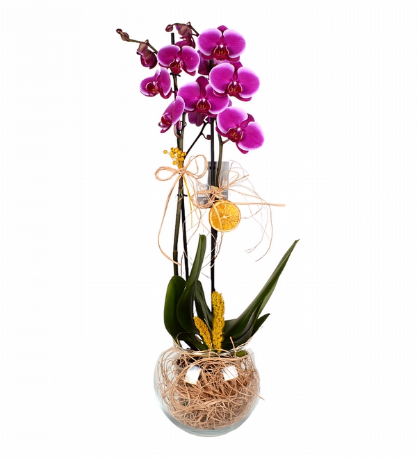 Cam Fanusta Çift Dal Mor Orkide