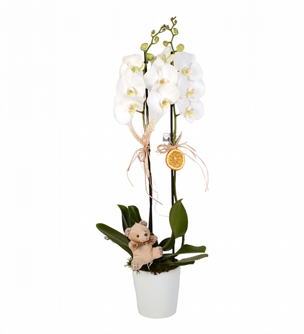 Saksıda Çift Dal Beyaz Orkide ve Mini Ayıcık